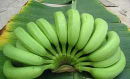 綠色的香蕉和黃色的香蕉相比，哪個通便更好？