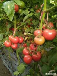 上饒橫峰縣種植粉果西紅柿，有哪些好的品種可以推薦？
