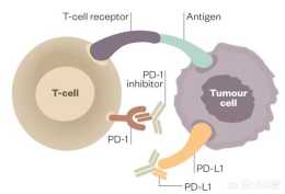 免疫檢查點PD-1抑制劑與CAR-T細胞聯合應用是否能對實體瘤造成致命性的打擊？
