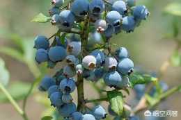 今年藍莓種植有前景嗎?