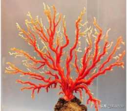 怎樣鑑定紅珊瑚真假？鑑定紅珊瑚有哪些誤區？