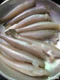 梭子魚要怎麼做才好吃?