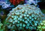 珊瑚長什麼樣子？