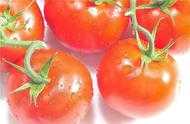 大棚番茄病毒病的危害大傳播速度快，該如何預防減少傷害？