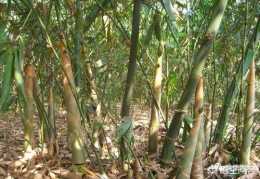 麻竹筍是怎麼種植的？