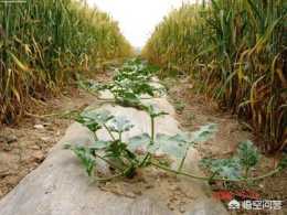 農作物病蟲害多發頻發重發，如何做到綠色防控？