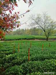 一畝地能栽多少棵茶苗？