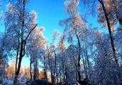 中國雪鄉景區將在11月15日正式開園，你還會去嗎？為什麼？