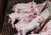 哪個品種的母豬產子最多？長白母豬產仔數量怎麼樣？