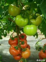 江西新餘種植紅果番茄，選擇什麼品種比較好？