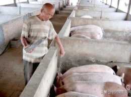 怎樣防治豬氫氰酸中毒?