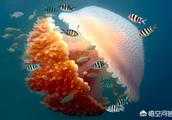 水母與海蜇怎麼區分？