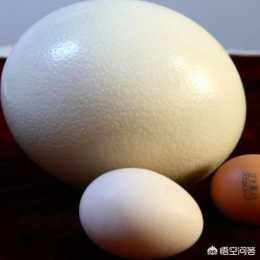 雞蛋、鴨蛋和鵝蛋除了大小，其他方面還有什麼不同嗎？