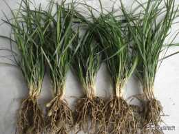 清除毛針草而不傷害麥冬的除草劑有嗎？