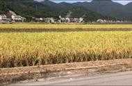 現在農忙季節，你們那裡都是用什麼收割稻穀的？