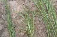 二甲四氯對水稻有什麼影響？