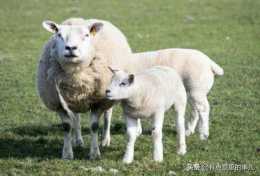 懷孕三個月的羊早上吃草的時候肚子脹，怎麼治？