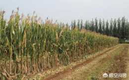 農田地裡的廢棄玉米秸稈該如何處置?怎麼加工能變廢為寶?