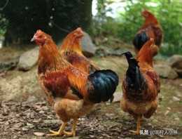 農村適合放養哪種雞?