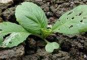 大白菜食葉害蟲有哪些，大白菜食葉害蟲怎麼防治？