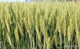 小麥一般幾月份種植合適？