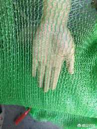 綠色遮陽網能用在育苗棚上嗎？