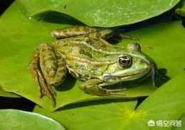 農村田裡蛙聲一片，怎麼聽聲音辨別田雞青蛙和普通青蛙?