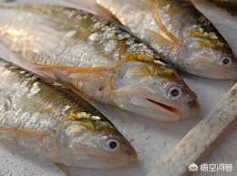 價格近萬元一斤的長江刀魚，為何沒有人工養殖?