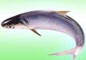 鉤白鰱魚用什麼方法釣？