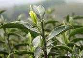 怎麼辨別茶樹的品種？需要詳細的答案？