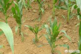 玉米粗縮病嚴重影響玉米產量甚至絕收，粗縮病能治嗎?怎麼防治玉米粗縮病?