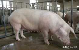 非洲豬瘟發生後，多長時間可以養豬？