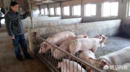 平時農村家家都養的豬的攻擊性到底有多強？