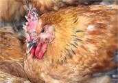 雞得雞痘了，應該怎麼防治呢？