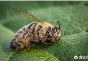 蜜蜂得了狍子蟲病怎麼治？