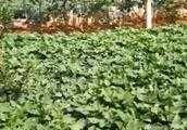 紅薯插蔓的栽培方法有哪些？