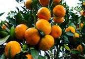 柑橘臨近收穫期，冬季施肥迫在眉睫，怎樣施肥才是最佳呢？