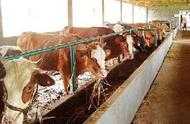 小規模肉牛養殖如何起步？