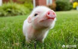 雛鷹生態豬餵養的飼料多少錢一斤？