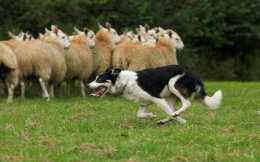 牧羊犬的牧羊能力是天生的還是後天訓練的?