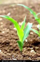 耕地大量使用草甘膦對土地影響，食品安全危害有多大？