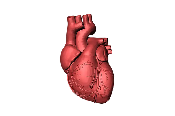 NBT | 未來已來：幹細胞體外自組裝心臟類器官的發育過程