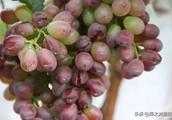 葡萄的酸腐病和潰瘍，白腐病，在葡萄著色期用哪些方法預防？