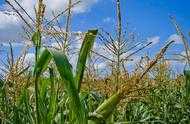 玉米抽雄期，連續陰雨會對產量有影響嗎？