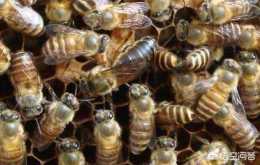 蜂群有一隻儲備蜂王，有一隻繁育蜂王，育子半個月卻被工蜂叼在了巢門外。是什麼原因？