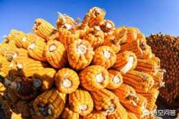 在飼料行業，大麥、小麥、高粱、木薯、DDGS等玉米替代品在什麼情況下會替代玉米？