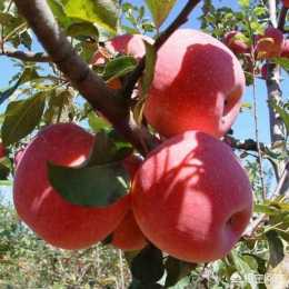 4x4的蘋果樹培養什麼形好？