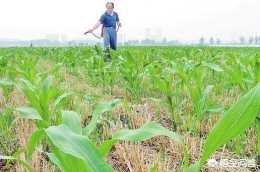 麥收之後種玉米，麥茬很高，打什麼除草劑效果最好？