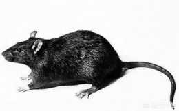 農村莊稼地裡生活的田鼠與普通的老鼠有哪些區別？