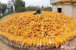 玉米種植怕重茬嗎?如何規避重茬對種植玉米的增產增收的影響?